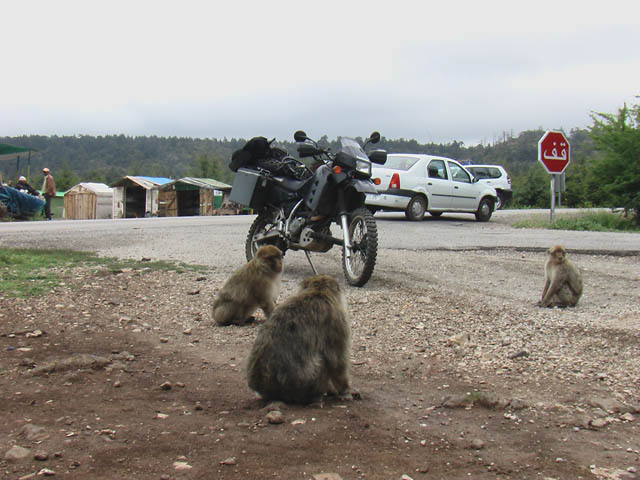 Matthew VanDyke's Kawasaki KLR650 motorcycle and Barbary Ape monkeys near Azrou Morocco
